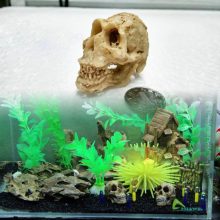 Decorative Resin Skull for Aquarium