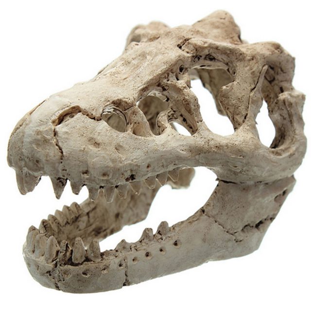 resin dinosaur skull