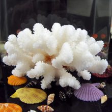 Natural Coral Rocks for Aquarium