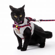 Elegant Cotton Harnesses For Cats